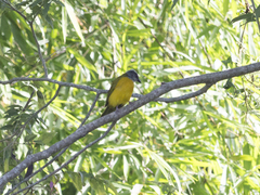 Eucometis penicillata