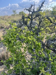 Strychnos madagascariensis