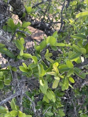 Strychnos madagascariensis