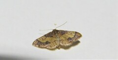 Idaea kendallaria