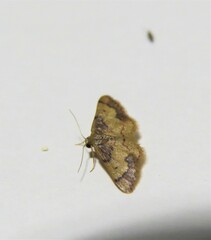 Idaea kendallaria