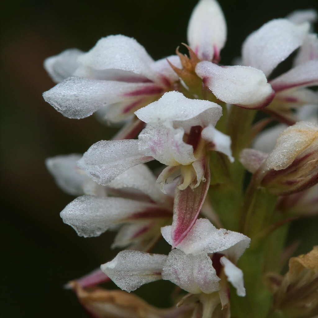 Prasophyllum gibbosum