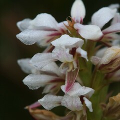 Prasophyllum gibbosum