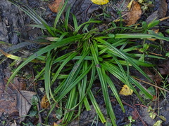 Carex sylvatica