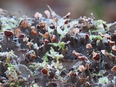 Peltigera praetextata