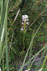 Prasophyllum gibbosum