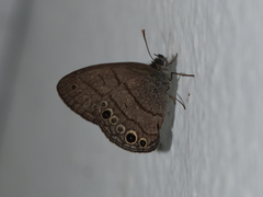 Hermeuptychia hermes