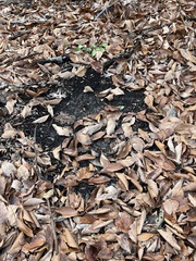 Odocoileus virginianus