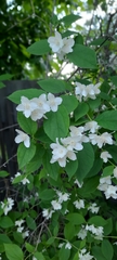 Philadelphus coronarius