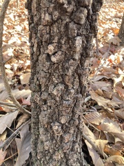 Quercus marilandica