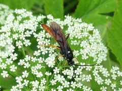 Amblyjoppa fuscipennis