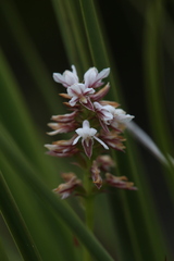 Prasophyllum gibbosum