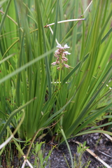 Prasophyllum gibbosum