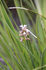 Prasophyllum gibbosum