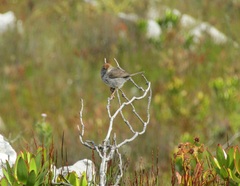 Cisticola fulvicapilla
