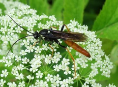 Amblyjoppa fuscipennis