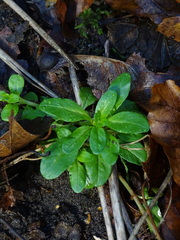 Valerianella locusta