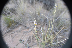 Monnina dictyocarpa