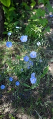 Linum perenne