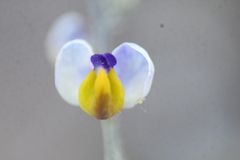 Monnina dictyocarpa