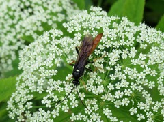 Amblyjoppa fuscipennis