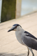 Nycticorax nycticorax