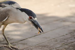 Nycticorax nycticorax