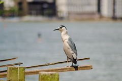 Nycticorax nycticorax