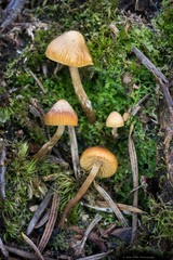 Galerina badipes