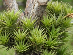 Tillandsia