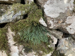 Asplenium septentrionale