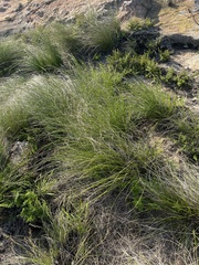 Coleochloa setifera