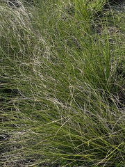 Coleochloa setifera