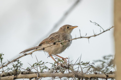Cisticola