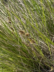 Coleochloa setifera