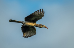 Lophoceros nasutus