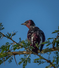 Cinnyricinclus leucogaster