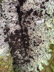 Ricasolia amplissima