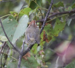 Basileuterus rufifrons
