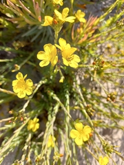 Linum africanum