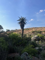 Aloe marlothii marlothii