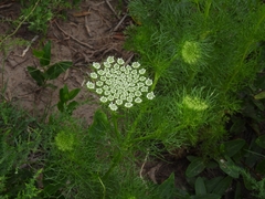 Visnaga daucoides