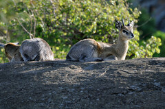 Oreotragus oreotragus