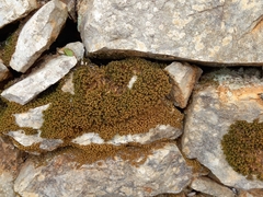 Tortella squarrosa