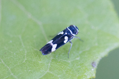 Macugonalia leucomelas