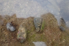 Clibanarius eurysternus