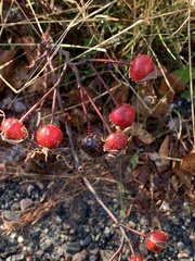 Rosa palustris