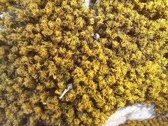 Tortella squarrosa