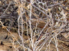 Calendulauda africanoides harei