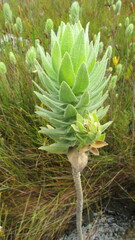 Osmitopsis asteriscoides